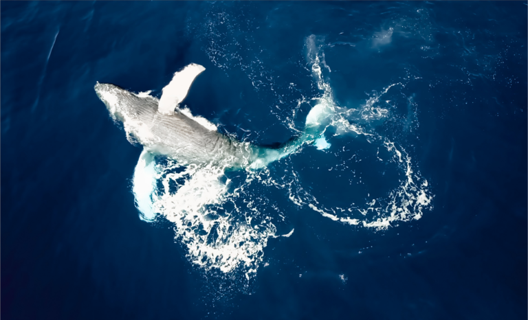 Baleine a bosse